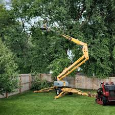 Best Tree Maintenance Programs  in Apple Valley, MN