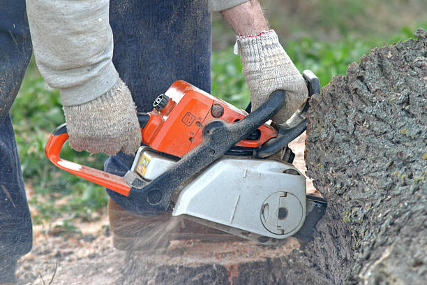 Best Hazardous Tree Removal  in Apple Valley, MN